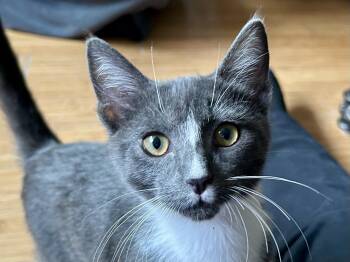 Rescue Russian Blue Cats for Adoption in Greenfield, California - Jackson | PetCurious