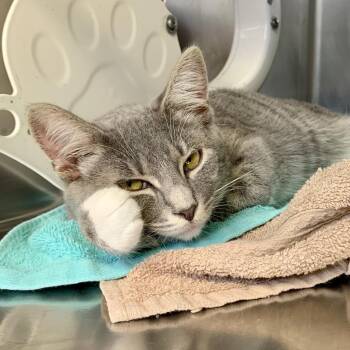 Anomaly -  Domestic Short Hair Cat for Adoption in Baltimore, Maryland - Anomaly | PetCurious