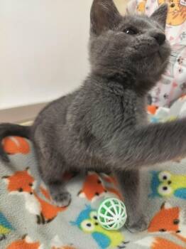 Squints -  Russian Blue Cat for Adoption in Parlier, California - Squints | PetCurious