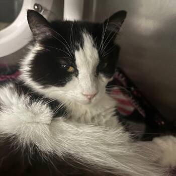 Fitzgerald -  Domestic Long Hair Cat for Adoption in Lakeland, Florida - Fitzgerald | PetCurious
