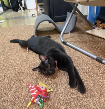 American Shorthair Cats Available for Adoption - Pippin Joy - Friendly And Sweet  | PetCurious