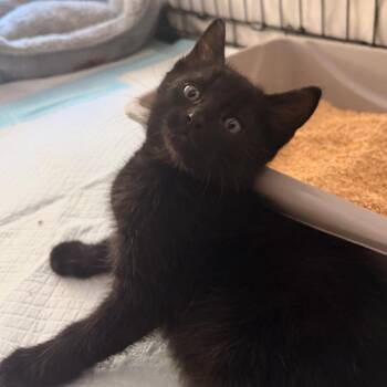 Domestic Short Hair Cats Available for Adoption in Sunnyvale, California - William | PetCurious