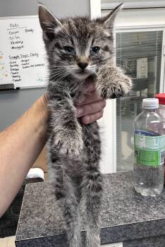 Lettie (Baby) -  Domestic Medium Hair Cat for Adoption in Dyersburg, Tennessee - Lettie (Baby) | PetCurious