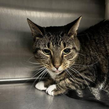 Walker -  Domestic Short Hair Cat for Adoption in Fort Wayne, Indiana - Walker | PetCurious