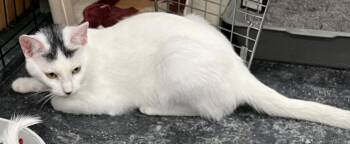 Ginger -  Domestic Short Hair Cat for Adoption in St. Cloud, Minnesota - Ginger | PetCurious