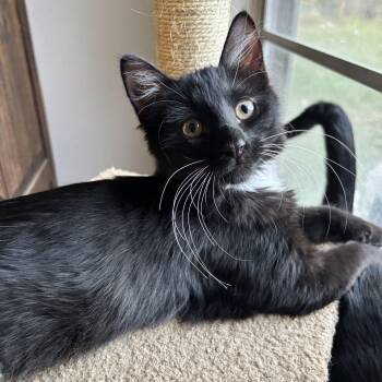 Saturn -  Domestic Long Hair Cat for Adoption in Liverpool, Texas - Saturn | PetCurious