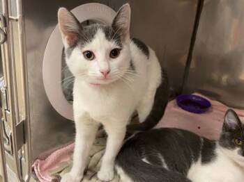 MOO -  Domestic Short Hair Cat for Adoption in Fort Wayne, Indiana - MOO | PetCurious