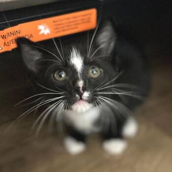 American Bobtail and Domestic Short Hair Cats Available for Adoption in Brownsboro, Alabama - Ford | PetCurious