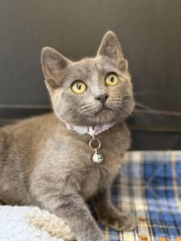 Bunny Hop -  Domestic Short Hair and Russian Blue Cat for Adoption in San Jose, California - Bunny Hop | PetCurious