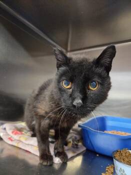 Joey -  Domestic Short Hair Cat for Adoption in Salmon, Idaho - Joey | PetCurious