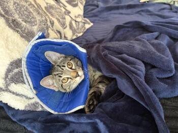 Fluffy -  Domestic Short Hair Cat for Adoption in Herndon, Virginia - Fluffy | PetCurious