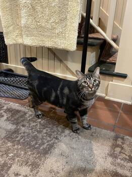 Victor (26-230 C) -  Domestic Short Hair and Tabby Cat for Adoption in Lansing, Michigan - Victor (26-230 C) | PetCurious