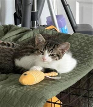 CHIHIRO -  Domestic Short Hair Cat for Adoption in Indianapolis, Indiana - CHIHIRO | PetCurious