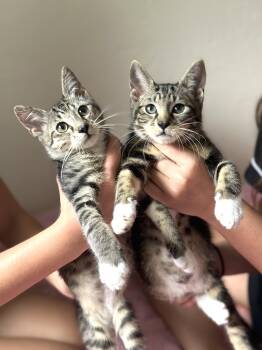 2 SUPER SOCIAL KITTENS (watch VIDEO) Orville & Oats -  Domestic Short Hair Cat for Adoption in Port Orange, Florida - 2 SUPER SOCIAL KITTENS (watch VIDEO) Orville & Oats | PetCurious