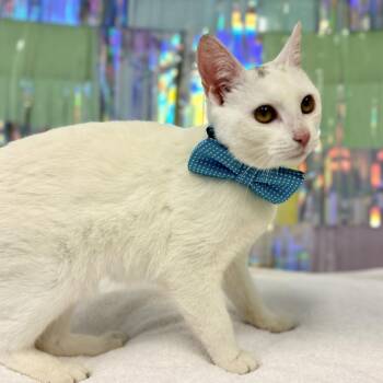 Shiro -  Domestic Short Hair Cat for Adoption in Cartersville, Georgia - Shiro | PetCurious