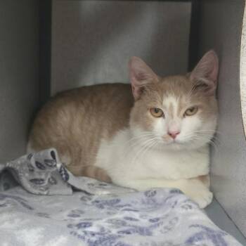 Kenny -  Domestic Short Hair Cat for Adoption in Waterloo, Iowa - Kenny | PetCurious