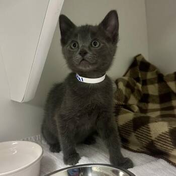 Coal -  Domestic Short Hair Cat for Adoption in Walnut Creek, California - Coal | PetCurious
