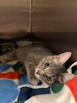 Pompano -  Domestic Short Hair Cat for Adoption in Ocala, Florida - Pompano | PetCurious