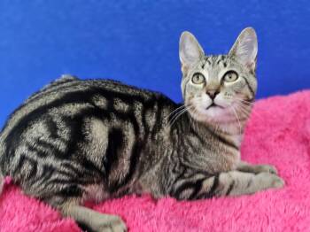 Riley -  Domestic Short Hair Cat for Adoption in Dunkirk, New York - Riley | PetCurious