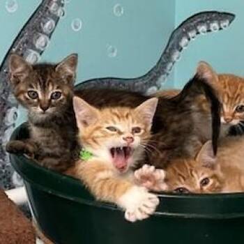 Rescue Tabby Cats for Adoption in Hoquiam, Washington - Meet The Minions! | PetCurious