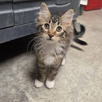Mimi -  Domestic Medium Hair Cat for Adoption in Chilton, Wisconsin - Mimi | PetCurious