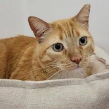 Tabby Cats Available for Adoption in Green Valley, Arizona - Mr Whiskersta | PetCurious