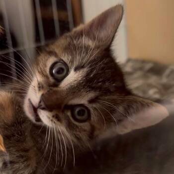 Macie the sweetest torbie baby -  Torbie Cat for Adoption in Evesham, New Jersey - Macie The Sweetest Torbie Baby | PetCurious