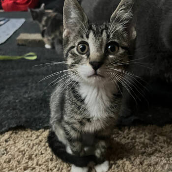 Rescue Domestic Short Hair Cats for Adoption in Middleton, Wisconsin - Black Pearl | PetCurious