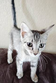 Biscuit -  Domestic Short Hair Cat for Adoption in San Jacinto, California - Biscuit | PetCurious