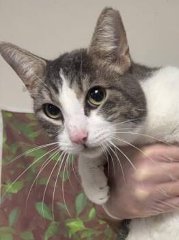 American Shorthair and Domestic Short Hair Cats Available for Adoption - Fiat | PetCurious