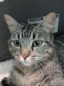 Rosie -  Tabby Cat for Adoption in San Antonio, Texas - Rosie | PetCurious