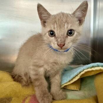 THEODORE -  Domestic Short Hair Cat for Adoption in Riverside, California - THEODORE | PetCurious