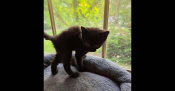 Lynley -  Domestic Medium Hair Cat for Adoption in Virginia Beach, Virginia - Lynley | PetCurious