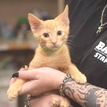 Richard Straker -  Domestic Short Hair Cat for Adoption in Belleville, Illinois - Richard Straker | PetCurious