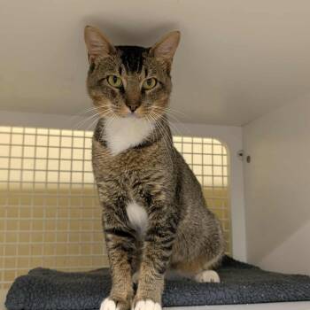 Rescue Domestic Short Hair Cats for Adoption in Fort Worth, Texas - Puma | PetCurious