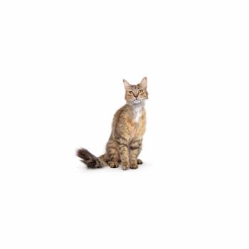 Miranda -  Domestic Medium Hair Cat Available for Adoption in Los Angeles, California - Miranda | PetCurious