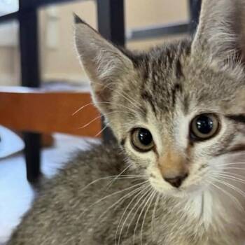 Lil Bit -  Domestic Short Hair Cat for Adoption in New Tazewell, Tennessee - Lil Bit | PetCurious
