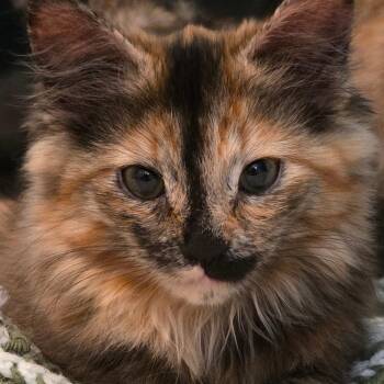 Thing 2 -  Domestic Short Hair Cat for Adoption in Abbotsford, British Columbia - Thing 2 | PetCurious