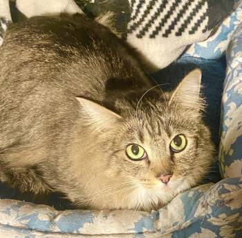 Rescue Domestic Medium Hair and Tabby Cats for Adoption in Red Bank, New Jersey - Moggy | PetCurious