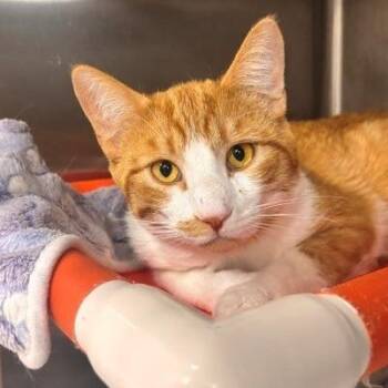 Domestic Short Hair Cats Available for Adoption in Salt Lake City, Utah - Mars Rover | PetCurious