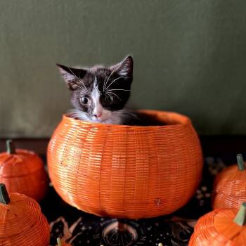 Rescue Domestic Short Hair Cats for Adoption in Long Beach, California - Calliope | PetCurious