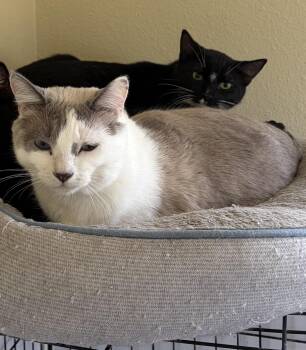 Snowshoe Cats Available for Adoption - Snow | PetCurious