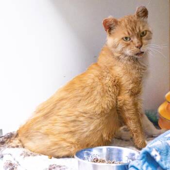 Butterscotch -  Domestic Short Hair Cat for Adoption in South Elgin, Illinois - Butterscotch | PetCurious
