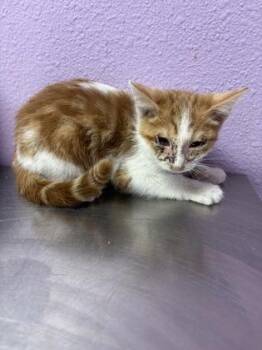 61307070 -  Domestic Short Hair Cat for Adoption in El Paso, Texas - 61307070 | PetCurious