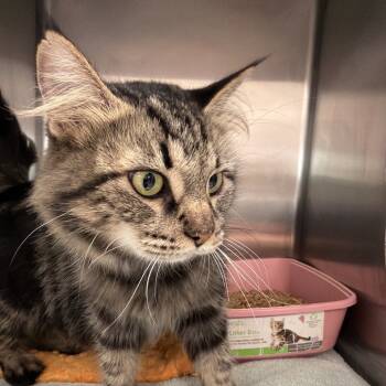 Rescue Domestic Medium Hair Cats for Adoption in Port Charlotte, Florida - Cocoa | PetCurious