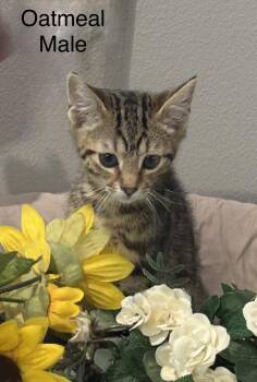 Domestic Short Hair and Bengal Cats Available for Adoption in Palm City, Florida - Oatmeal | PetCurious