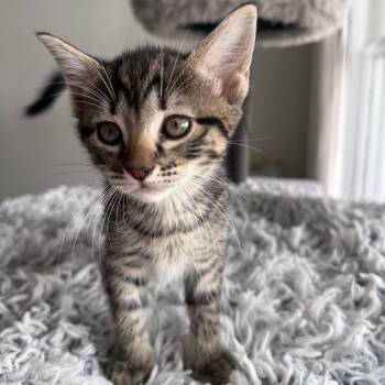 Allegro -  Domestic Short Hair Cat for Adoption in Pinellas Park, Florida - Allegro | PetCurious