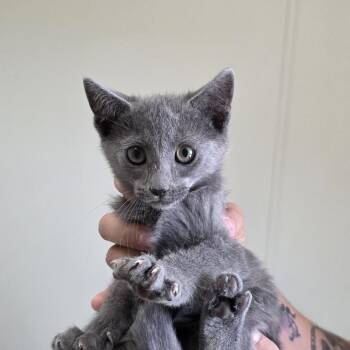 Earl Grey -  Domestic Short Hair Cat for Adoption in Midland, Texas - Earl Grey | PetCurious