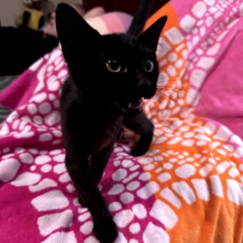 Hei Hei -  Domestic Short Hair Cat for Adoption in Brea, California - Hei Hei | PetCurious