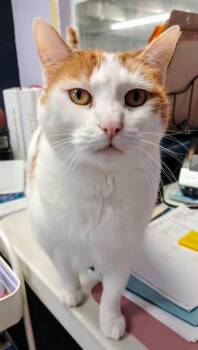 Rescue Domestic Short Hair Cats for Adoption in West Palm Beach, Florida - Kyla | PetCurious